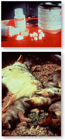 Animals Poisened