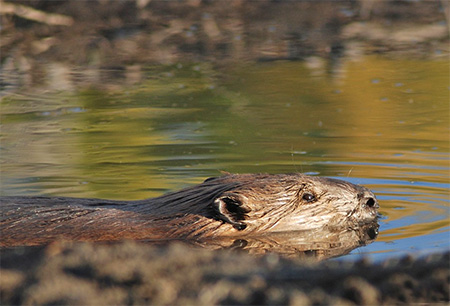 Eurasian beavers: a keystone species that keep waterways clean