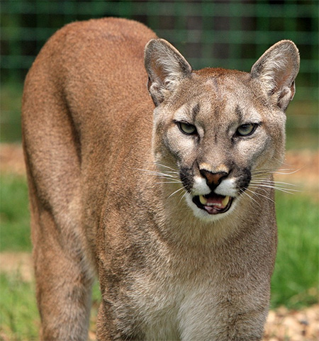 Historical Involvement in Cougar Protection