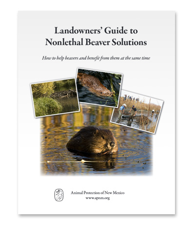 landowners-guide-to-nonlethal-beaver-solutions
