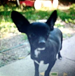 Scooby, victim of extreme animal cruelty in Raton, New Mexico