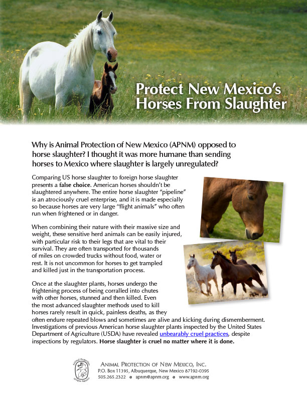 Horse slaughter fact sheet