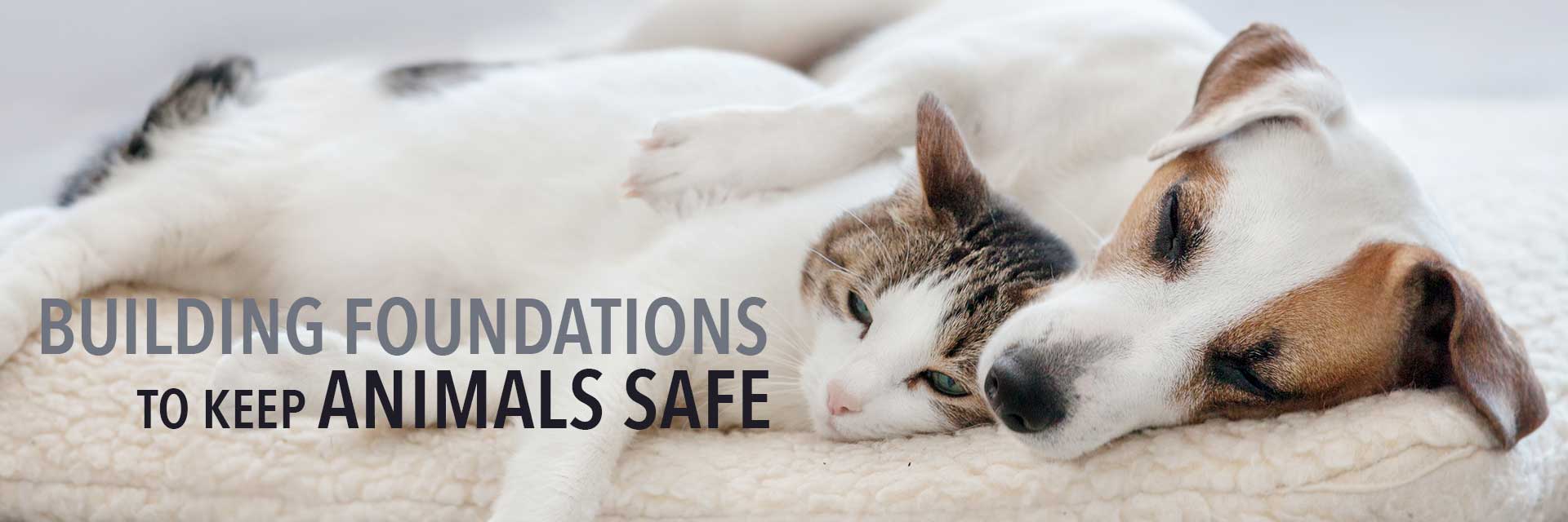 Building Foundations to Keep Animals Safe