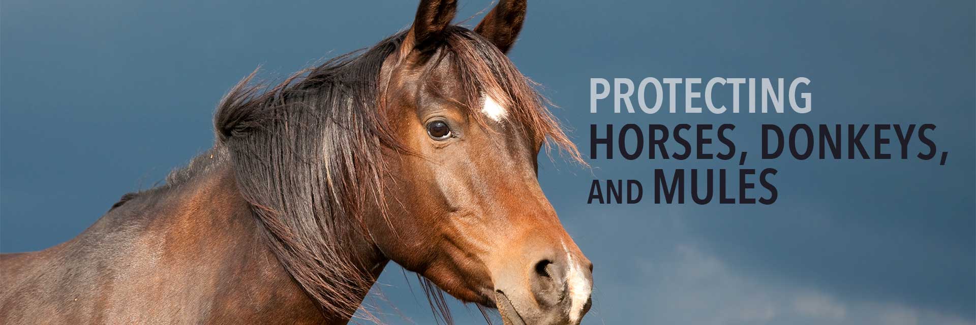 Protecting Horses, Donkeys, and Mules