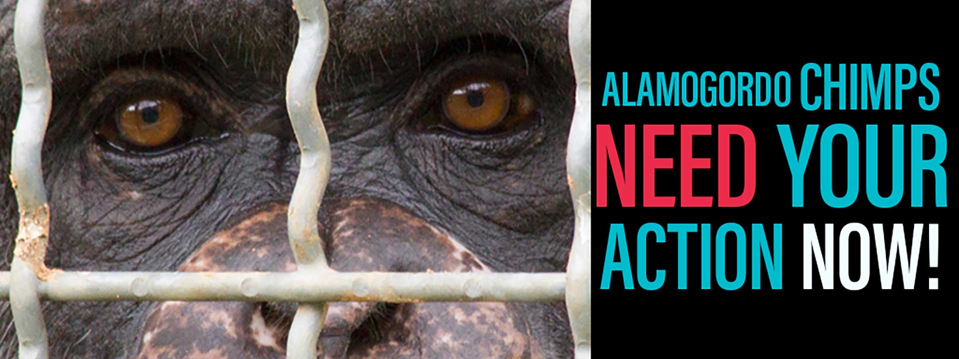 Chimps Need Your Action NOW