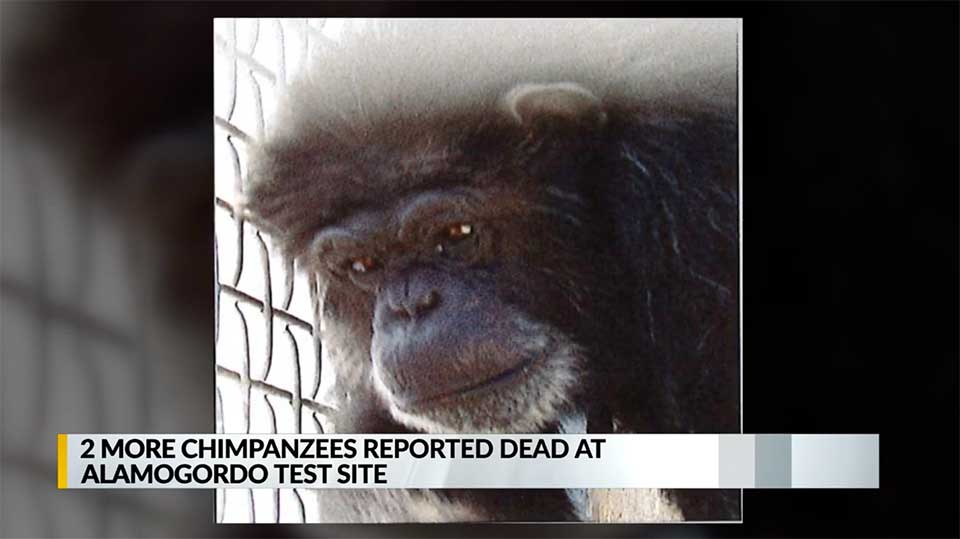 Two Additional Chimps Die at Alamogordo Testing Site