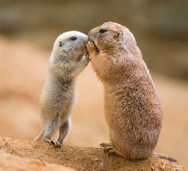 prairie dog and pup