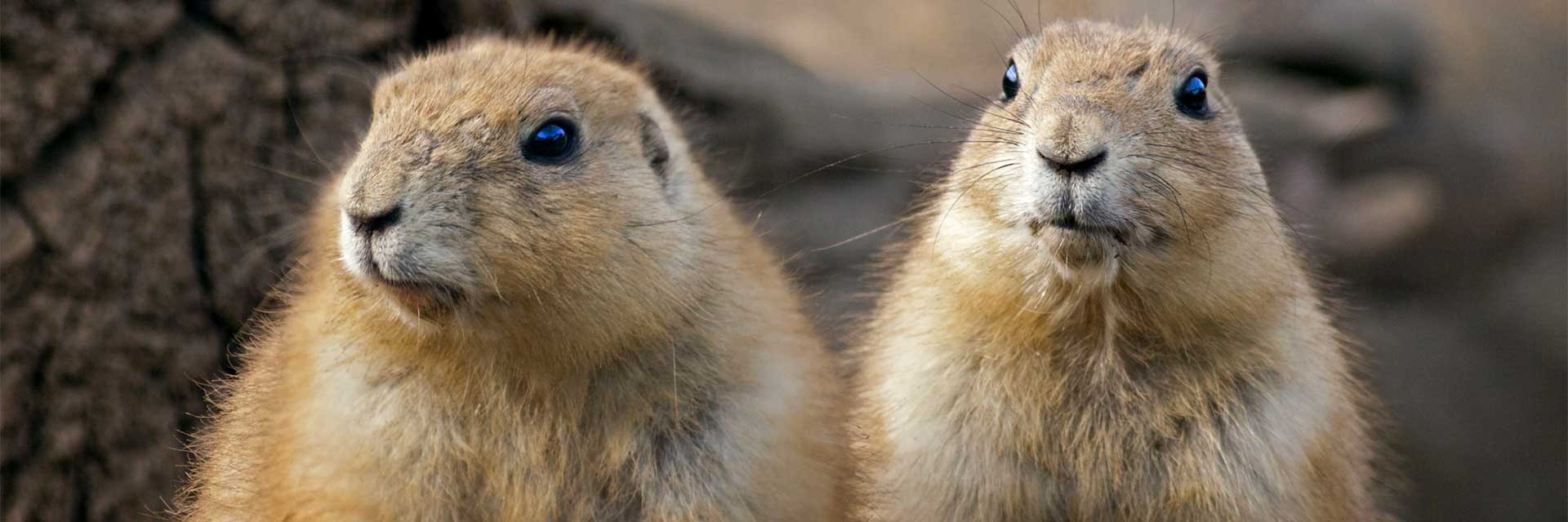 where are prairie dogs located