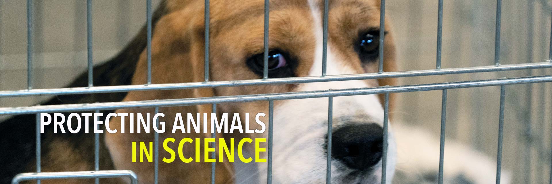Protecting Animals in Science