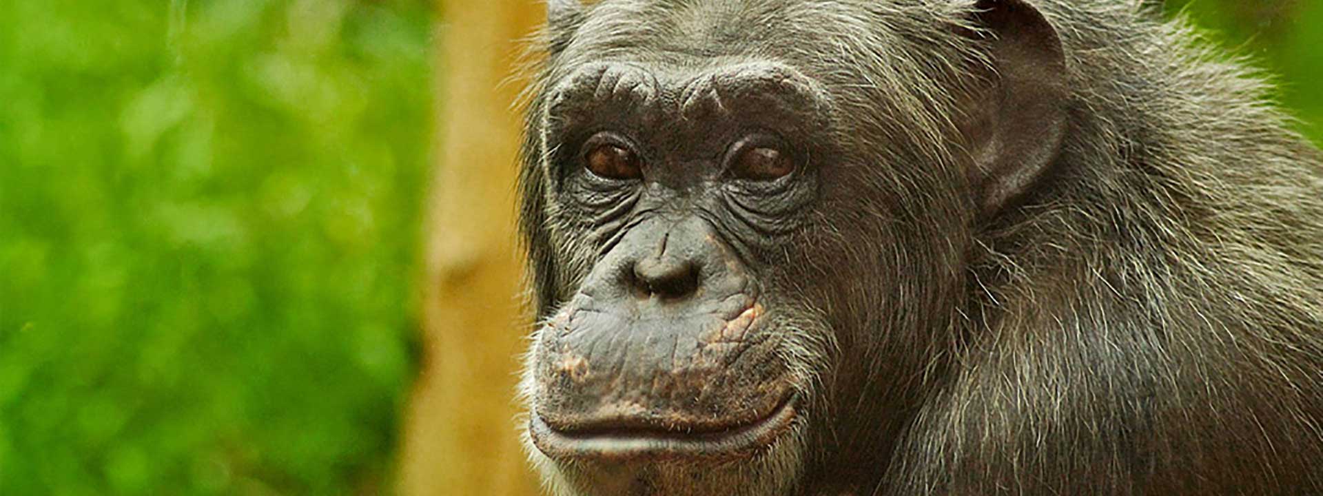 Securing Sanctuary for Chimpanzees