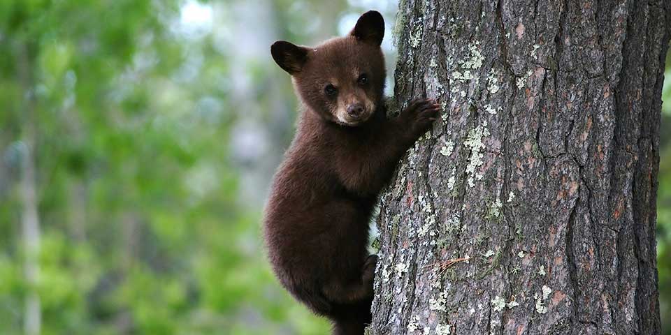 New Mexico is Bear Country New Mexico is Bear Country
