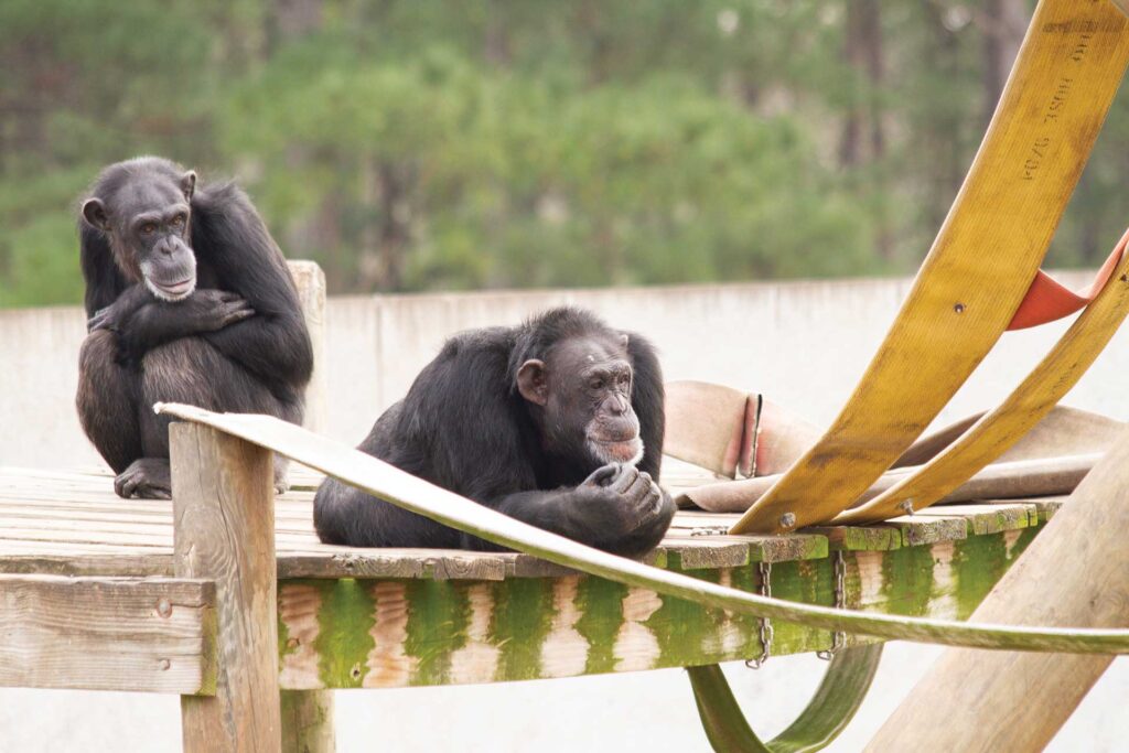The Alamogordo Chimps are Now Enjoying Sanctuary at Chimp Haven