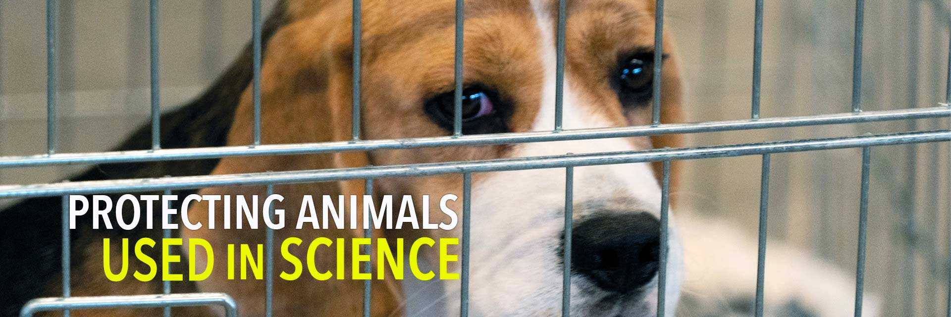 Protecting Animals Used in Science