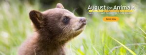 August for Animals 2023 - Give now