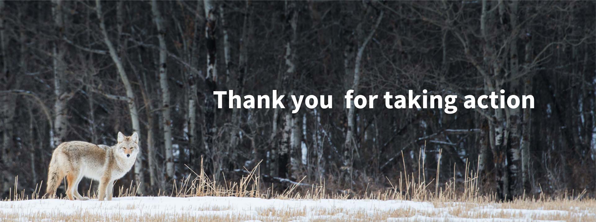 Thank you for taking action!