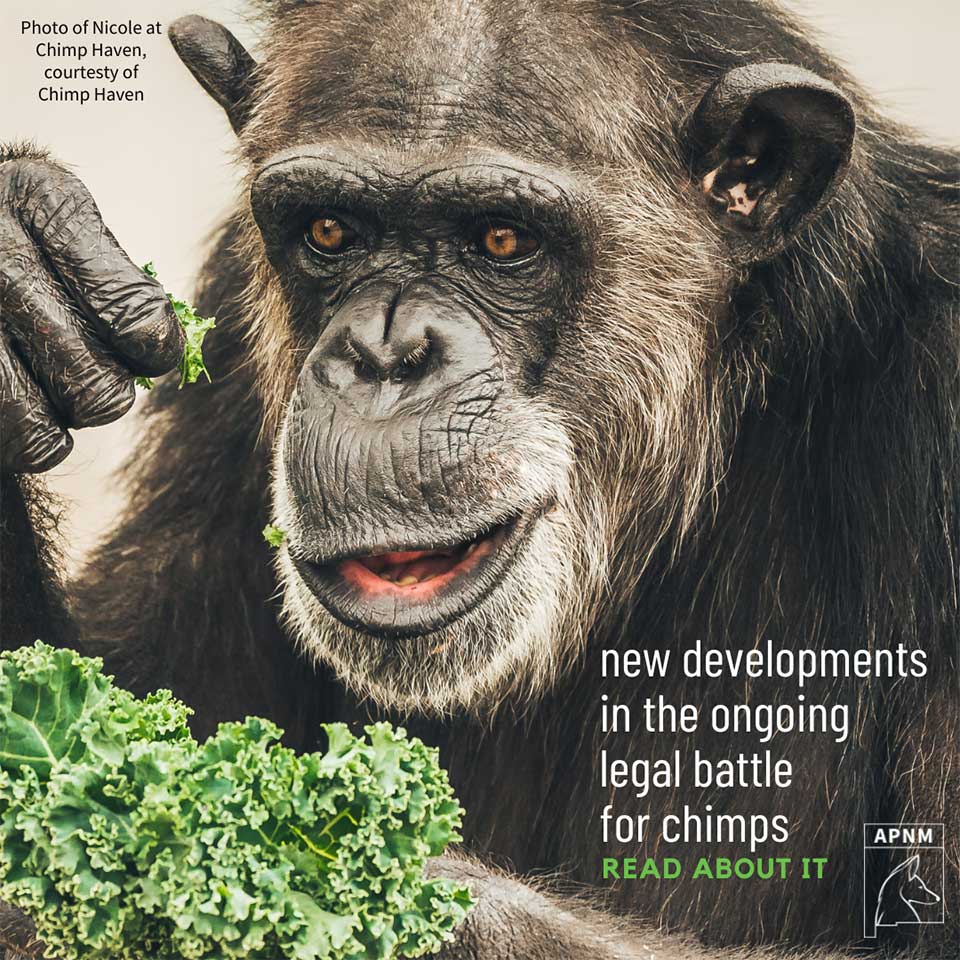 Getting the Chimps Closer to Sanctuary – New Developments in the Ongoing Legal Battle with NIH
