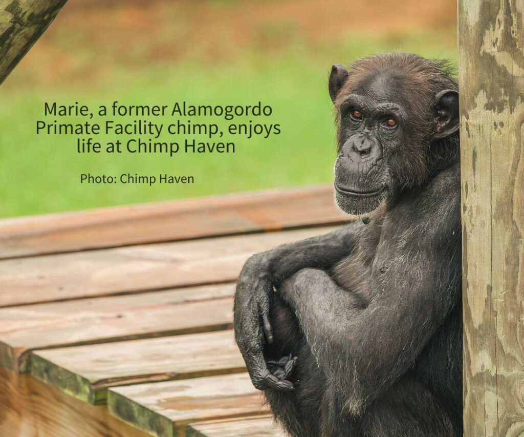 NIH Announces Remaining APF Chimps Will Go to Sanctuary…Finally!