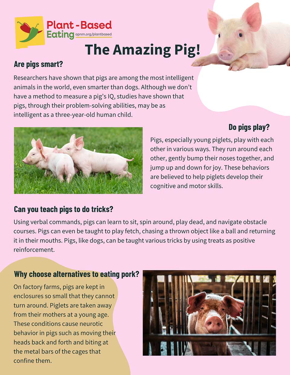 The Amazing Pig Fact Sheet
