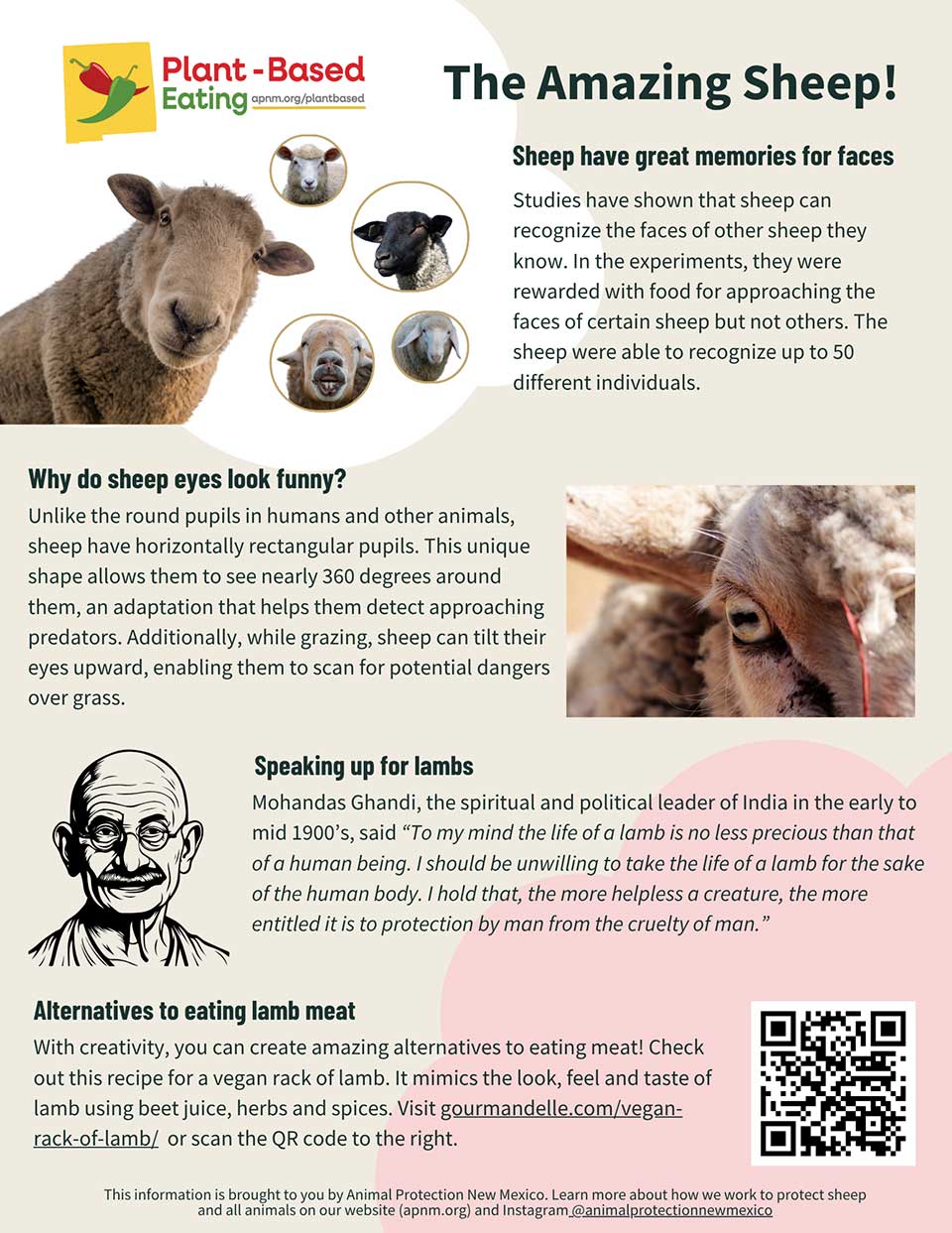 The Amazing Sheep Fact Sheet