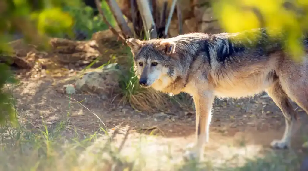 Mexican Gray Wolves Must be Protected