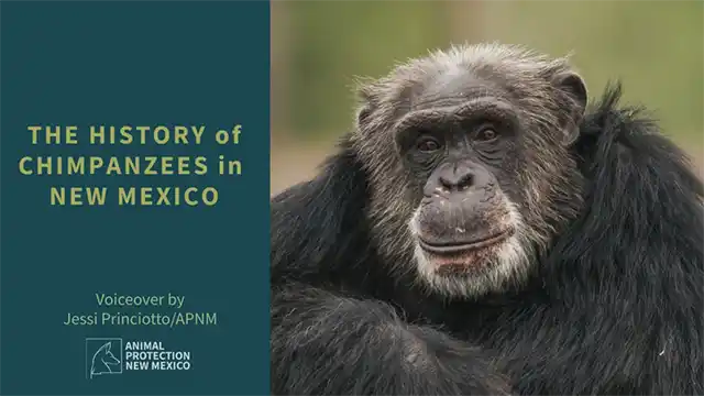 The History of Chimpanzees in New Mexico