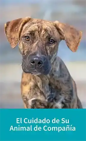 El Cuidado de Su Animal de Compañía