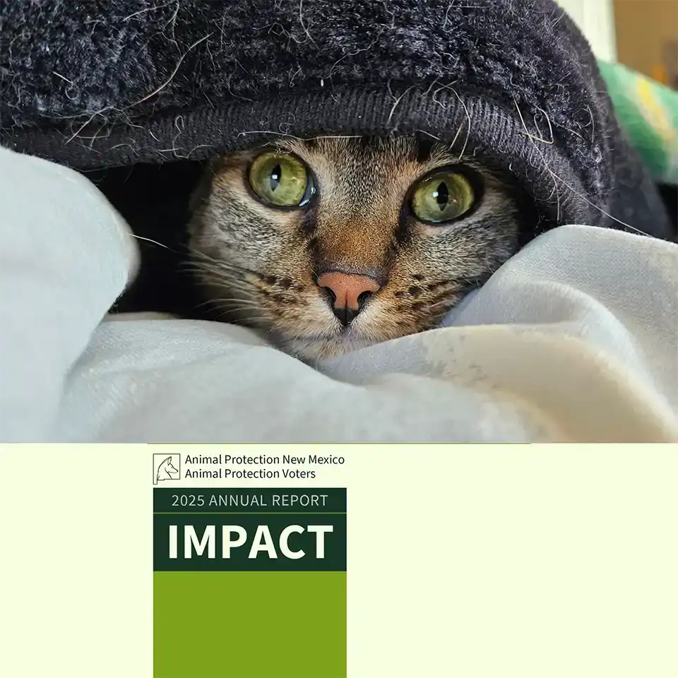 Animal Protection New Mexico 2025 Annual Report