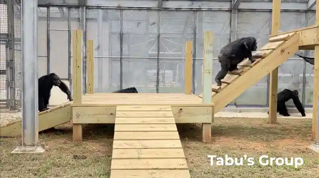 See What the Alamogordo Chimps Are Up to at Chimp Haven