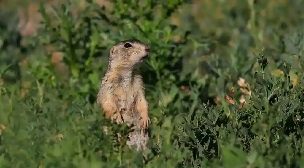 Protecting Prairie Dogs and Promoting Coexistence in New Mexico